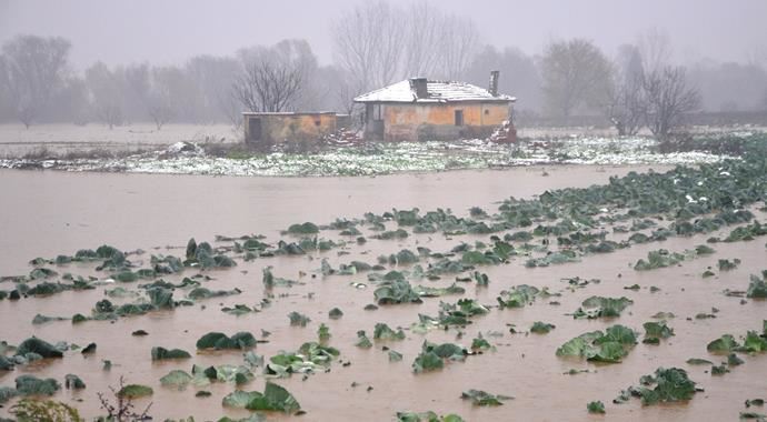Gediz Nehri taştı, binlerce hayvan telef oldu Gediz Nehri taştı, binlerce hayvan telef oldu