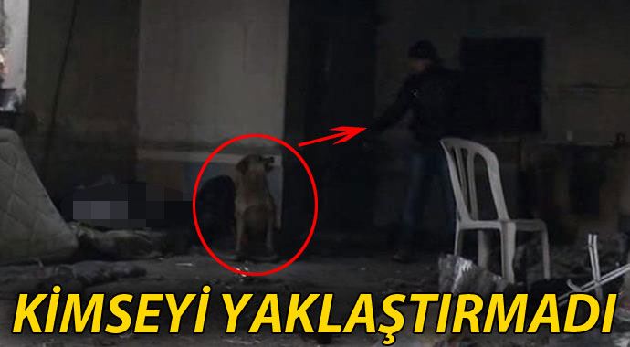 Sahibini ölümünde bile yalnız bırakmadı Sahibini ölümünde bile yalnız bırakmadı