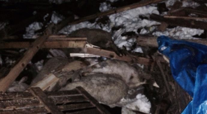Dam çöktü, 80 koyun telef oldu Dam çöktü, 80 koyun telef oldu