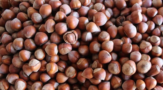 Üretici bu fiyata inanamıyor! Fındık rekor kırdı