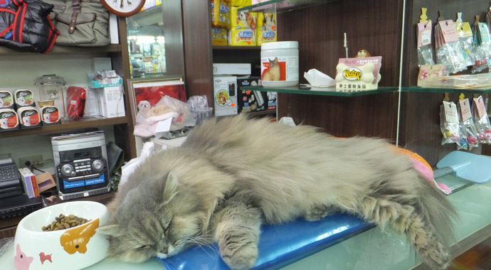 Pet shoplara ceza!