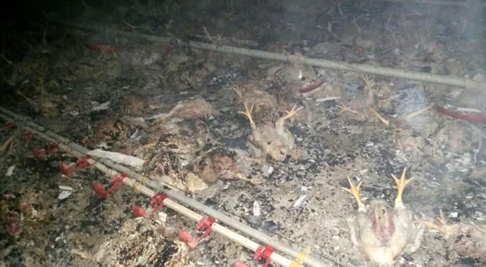 Çiftlikte yangın çıktı, 14 bin tavuk telef oldu