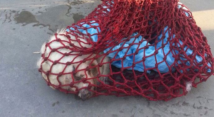 Sarıyer'de vahşet! Sarıyer'de vahşet!