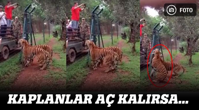 Kaplan, et için uçtu