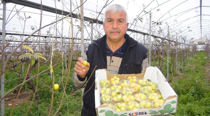 5 kilo erik İstanbul yolcusu 5 kilo erik İstanbul yolcusu