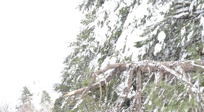 Yeşil Bursa, beyaza büründü Yeşil Bursa, beyaza büründü