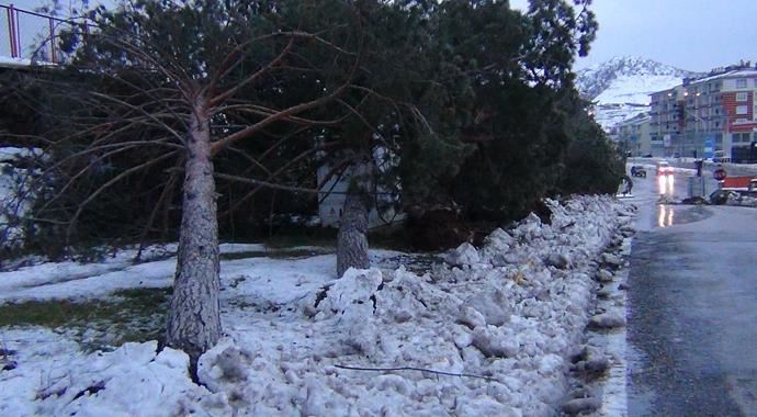 Fırtına, ağaç ve direkleri kökünden söktü Fırtına, ağaç ve direkleri kökünden söktü