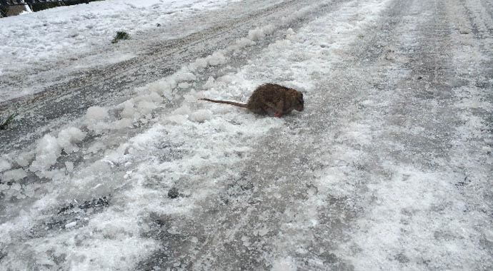 İstanbul'da kar hayvanları vurdu, fare bile dondu İstanbul'da kar hayvanları vurdu, fare bile dondu