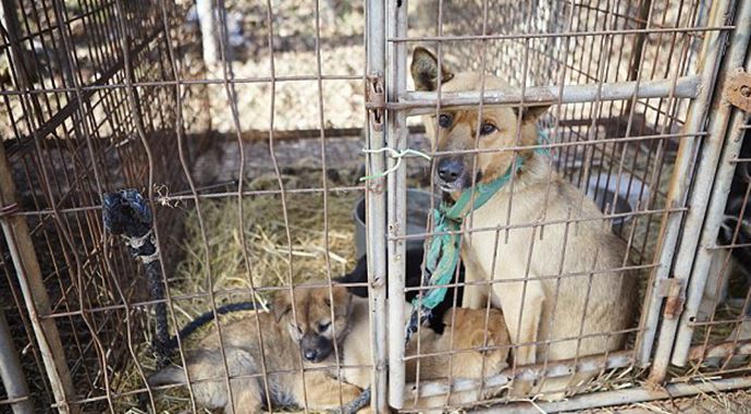 Köpek kurtarma operasyonu Köpek kurtarma operasyonu