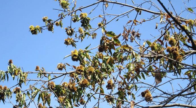 Gökten asit yağıyor Gökten asit yağıyor