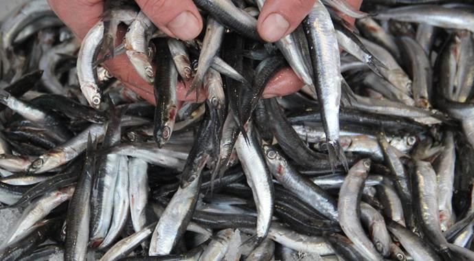 Havalar soğudu balık fiyatları bir haftada iki kat arttı