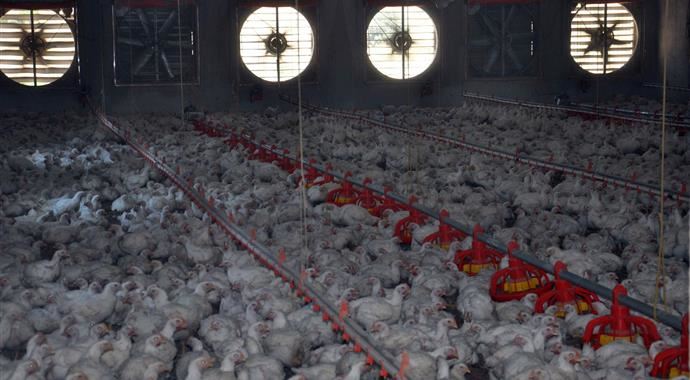 Beyaz ete siyah darbe Beyaz ete siyah darbe