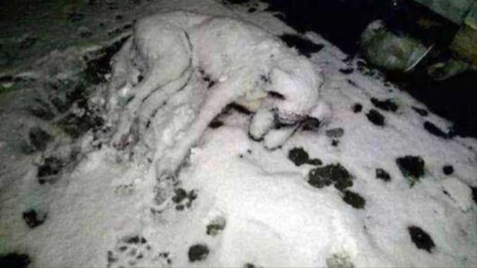 Sakarya'da sokak köpeği donarak öldü