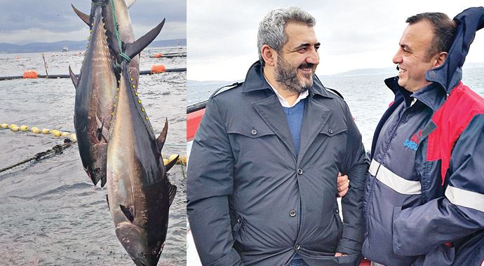 Orkinosta yılın ilk hasadı Japonya&#039;ya ihraç edildi