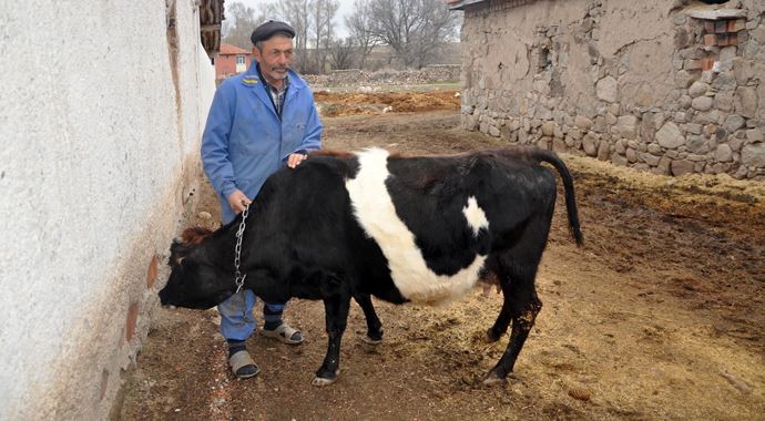 Ay yıldızlı inek görenleri hayrete düşürüyor!