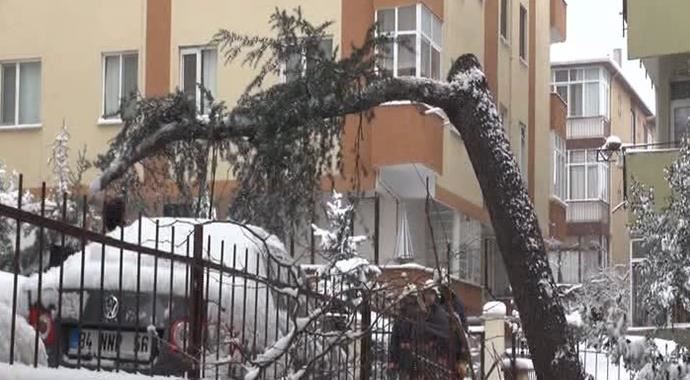 İstanbul'da ağaçlar kara dayanamadı İstanbul'da ağaçlar kara dayanamadı