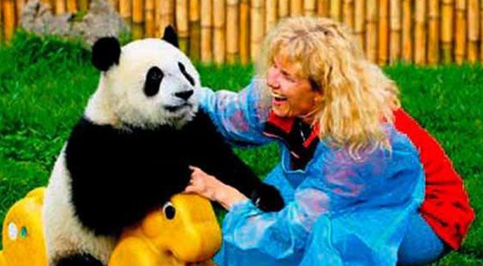 Günde 120 liraya 'panda' bakıcısı aranıyor!