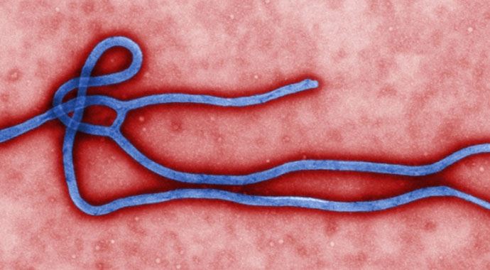 Ebola'da ölüm sayısı artıyor Ebola'da ölüm sayısı artıyor