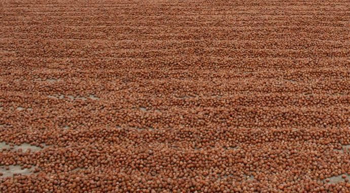 Anne babasını uyku ilacı ile uyutup, 600 kilo fındık çaldı