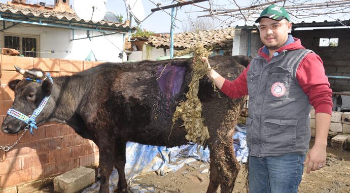 Veteriner hayrete düştü, gebe ineğin karnından bakın ne çıktı!