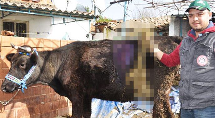 Gebe ineğin karnından çıkanlar şaşırttı Gebe ineğin karnından çıkanlar şaşırttı