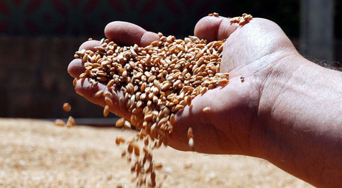 Tohumculuk üretiminde rekor Tohumculuk üretiminde rekor