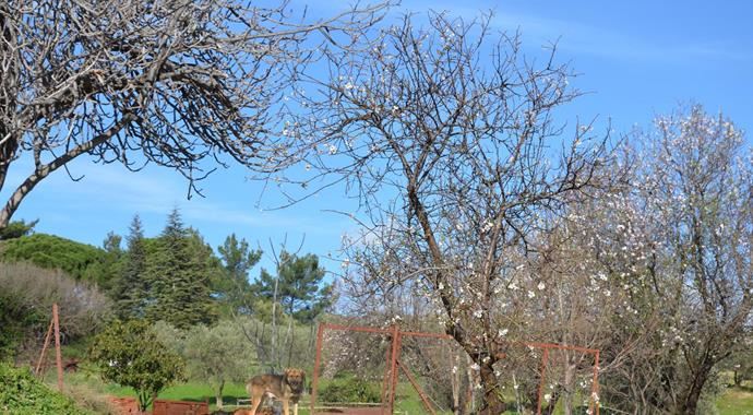 Kuşadası&#039;nda bahar erken başladı