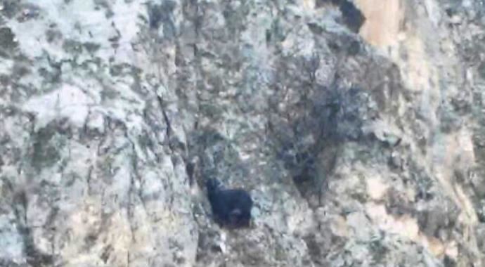 Dağda mahsur kaldı, 1 haftadır kurtarılmayı bekliyor Dağda mahsur kaldı, 1 haftadır kurtarılmayı bekliyor