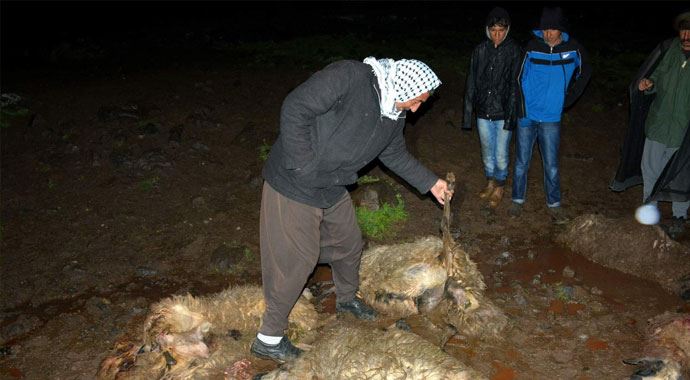 Minibüs koyun sürüsüne daldı Minibüs koyun sürüsüne daldı