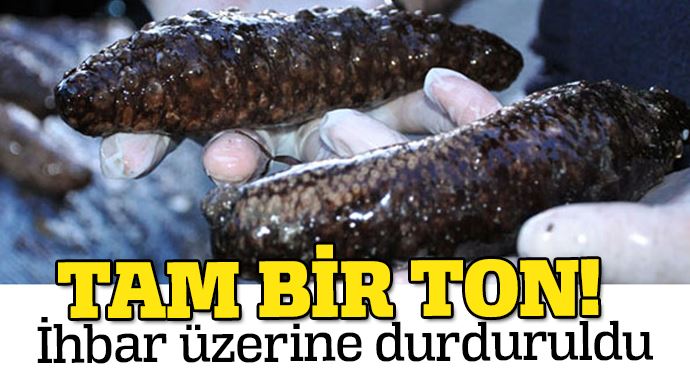 Bir ton deniz patlıcanı ele geçirildi Bir ton deniz patlıcanı ele geçirildi