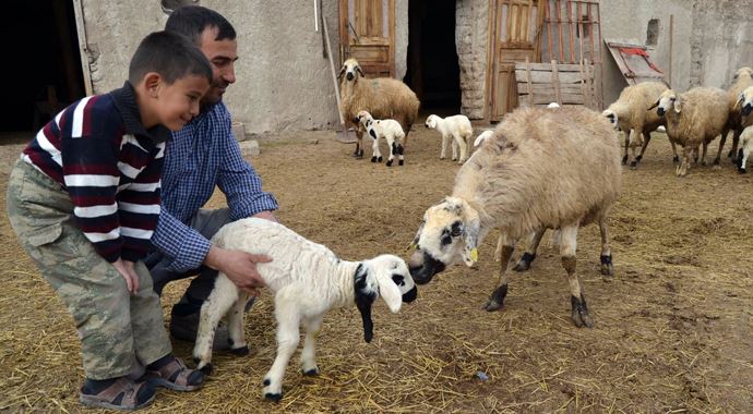 Kuzunun 5. bacağı boynundan çıktı! Kuzunun 5. bacağı boynundan çıktı!