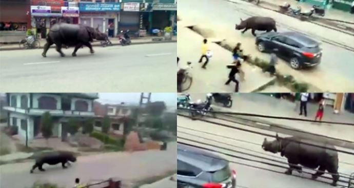 Nepal'de Gergedan dehşeti! Nepal'de Gergedan dehşeti!