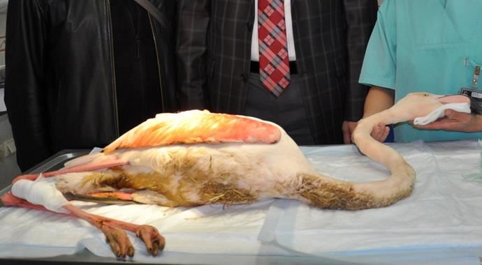 Yaralı flamingoya tıbbi müdahale