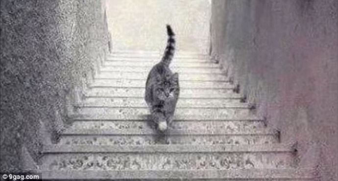 Kedi çıkıyor mu yoksa iniyor mu?