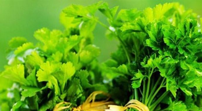 Maydonoz işçileri sevindirdi Maydonoz işçileri sevindirdi