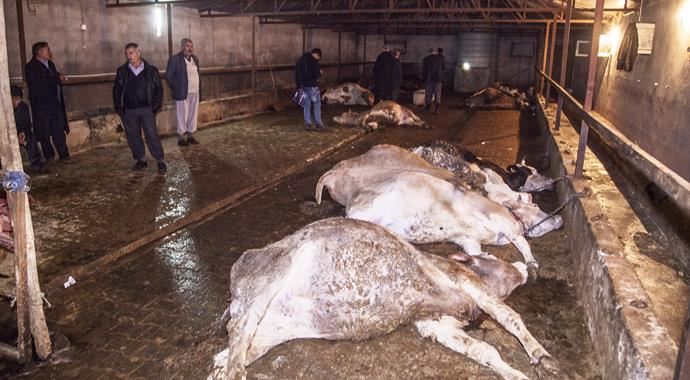 Bitlis'te 26 büyükbaş hayvan telef oldu