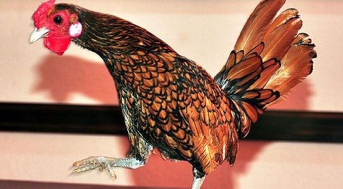 Bu tavuğun yumurtası 20 lira Bu tavuğun yumurtası 20 lira
