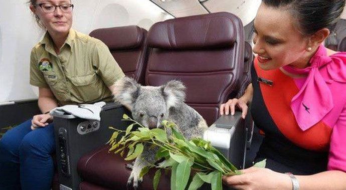 Koalalara birinci sınıf yolculuk Koalalara birinci sınıf yolculuk
