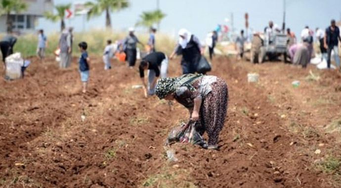 Patatesin fiyatı 3 TL ucuzlayacak Patatesin fiyatı 3 TL ucuzlayacak