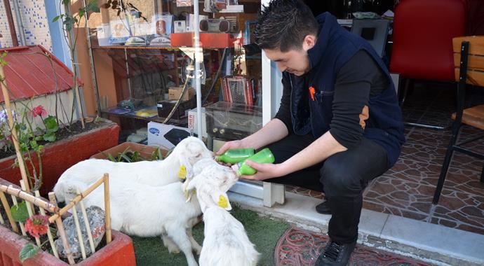 Oğlağı işyerinde biberonla besliyor Oğlağı işyerinde biberonla besliyor