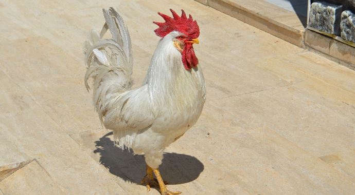 Bu horozu görenler gözlerine inanamıyor! Bu horozu görenler gözlerine inanamıyor!