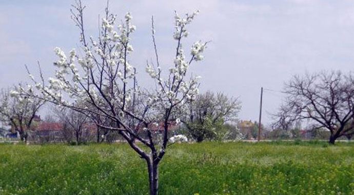 'Don' meyve ağaçlarını vurdu