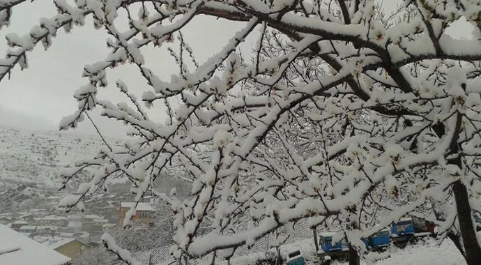 Kayısı bu yıl da dondan zarar gördü Kayısı bu yıl da dondan zarar gördü