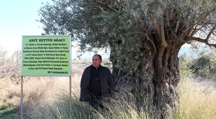 1300 yıllık zeytin ağacı çürümeye terk edildi 1300 yıllık zeytin ağacı çürümeye terk edildi