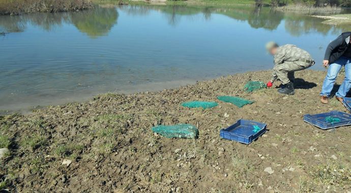 Jandarma 191 kilo canlı kurbağa yakaladı Jandarma 191 kilo canlı kurbağa yakaladı