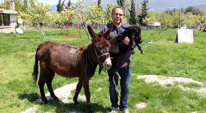Hasta olan annesi için eşek çiftliği kurdu!
