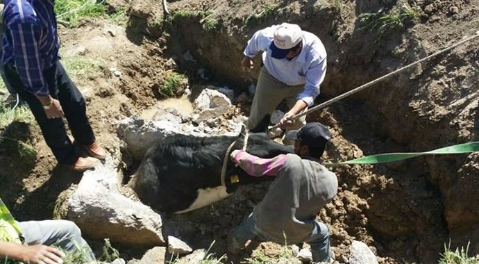 Çukura düşen ineği böyle kurtardılar