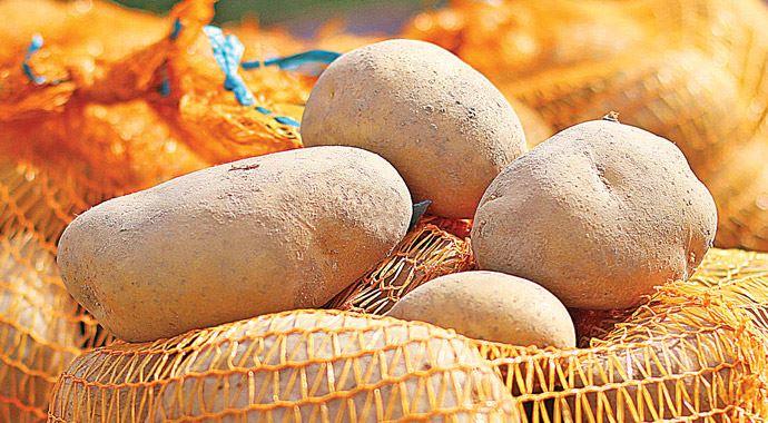 Patateste spekülasyon varsa, yapan yanacak