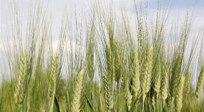 Buğdayda tarihi rekolte beklentisi