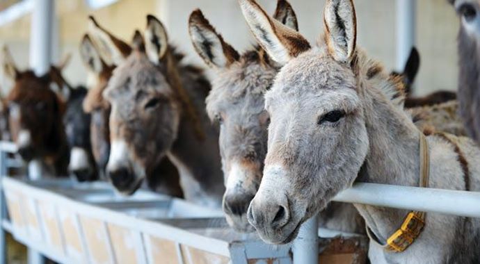 Başlıyor! 100 gramı 200 TL'den satılacak Başlıyor! 100 gramı 200 TL'den satılacak
